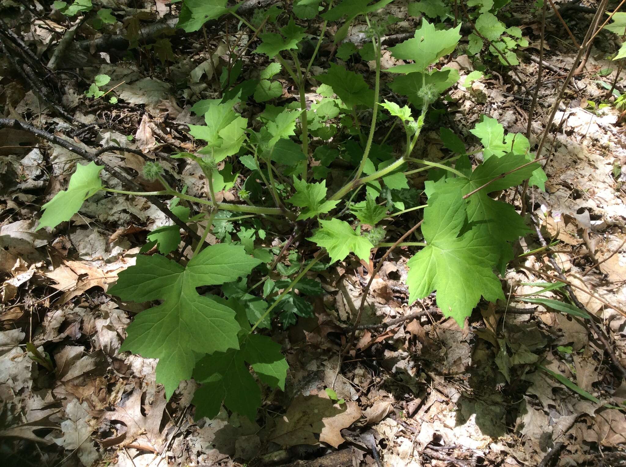 Image of great waterleaf