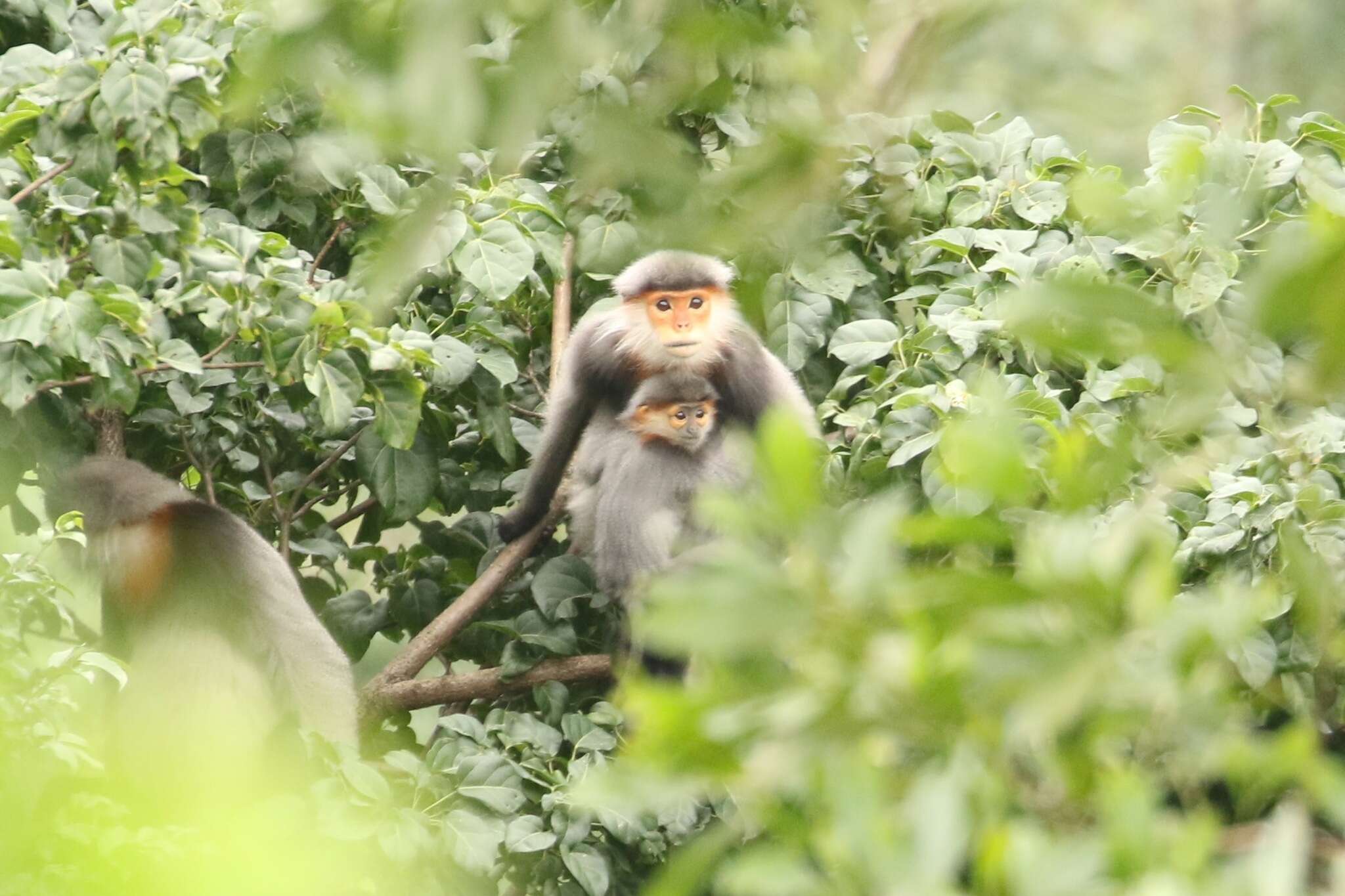 Image of Gray-shanked Douc Langur