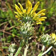 Sivun Berkheya rhapontica subsp. rhapontica kuva