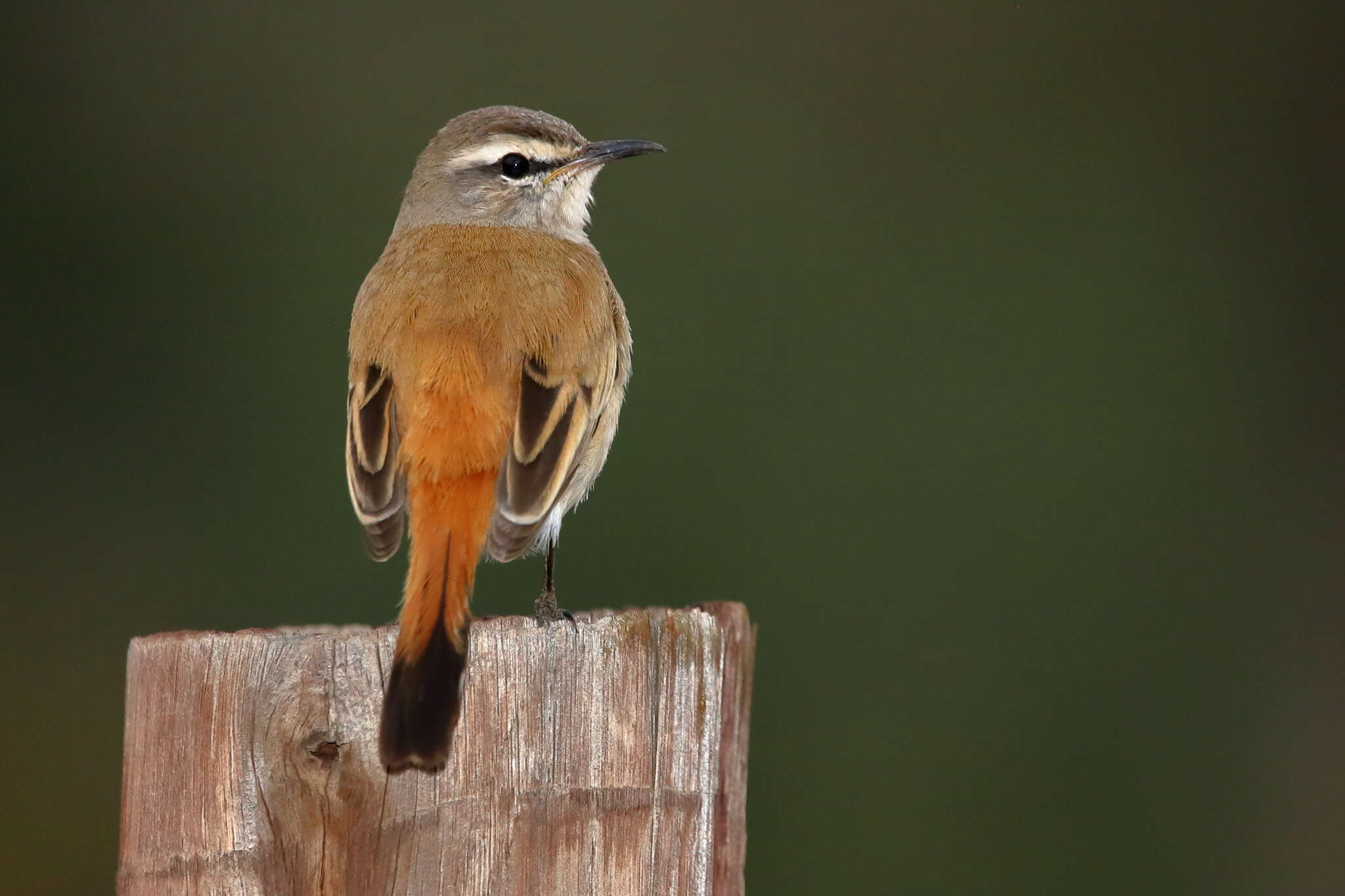 Image of Kalahari Scrub Robin