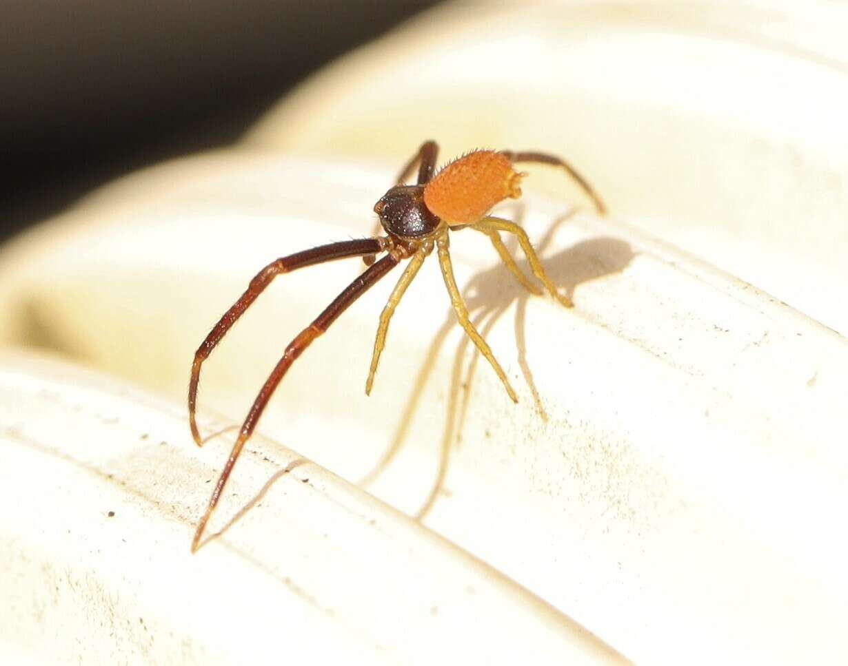 Image of Misumena bicolor Simon 1875