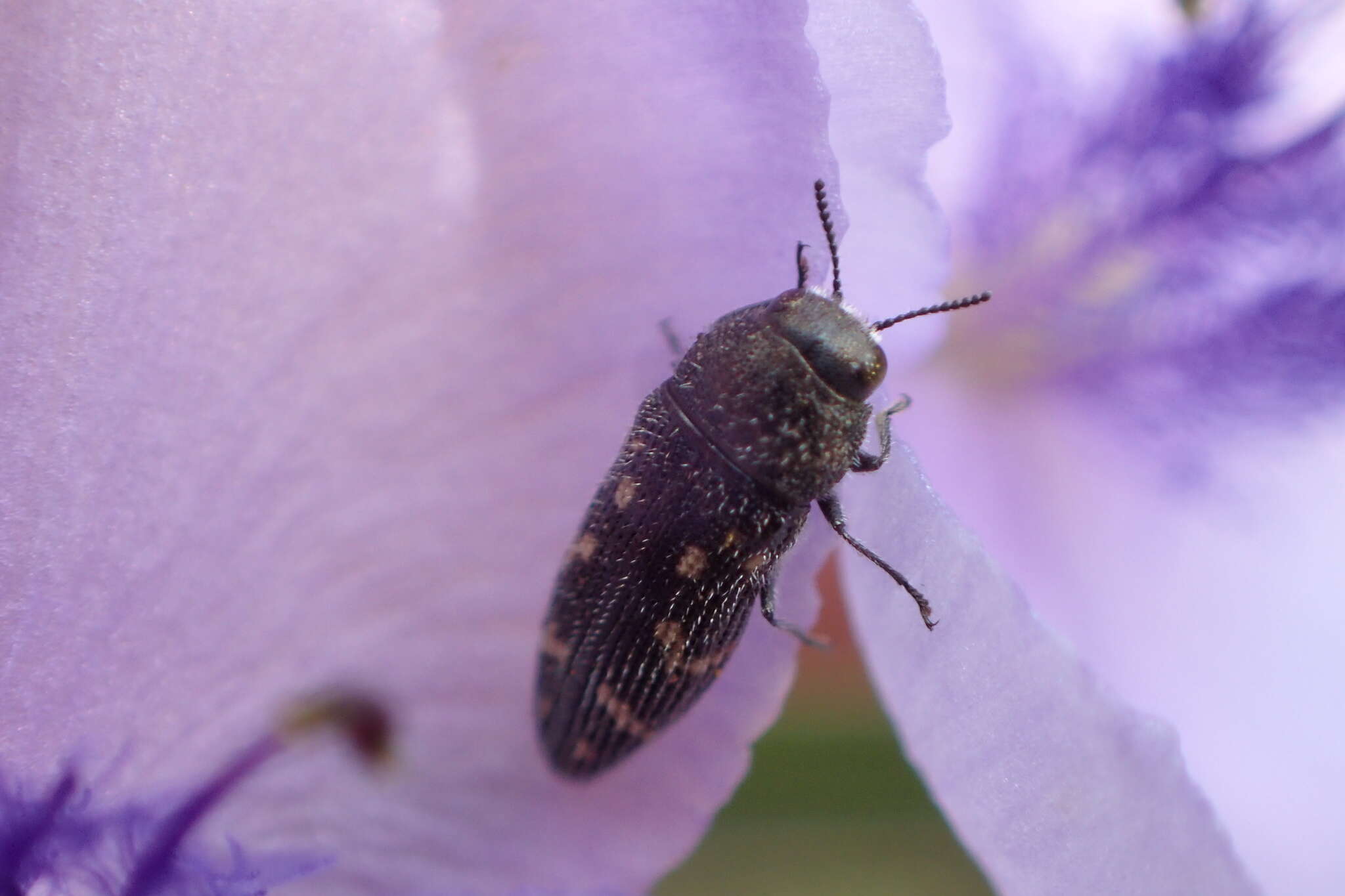 Image of Acmaeodera tubulus (Fabricius 1801)