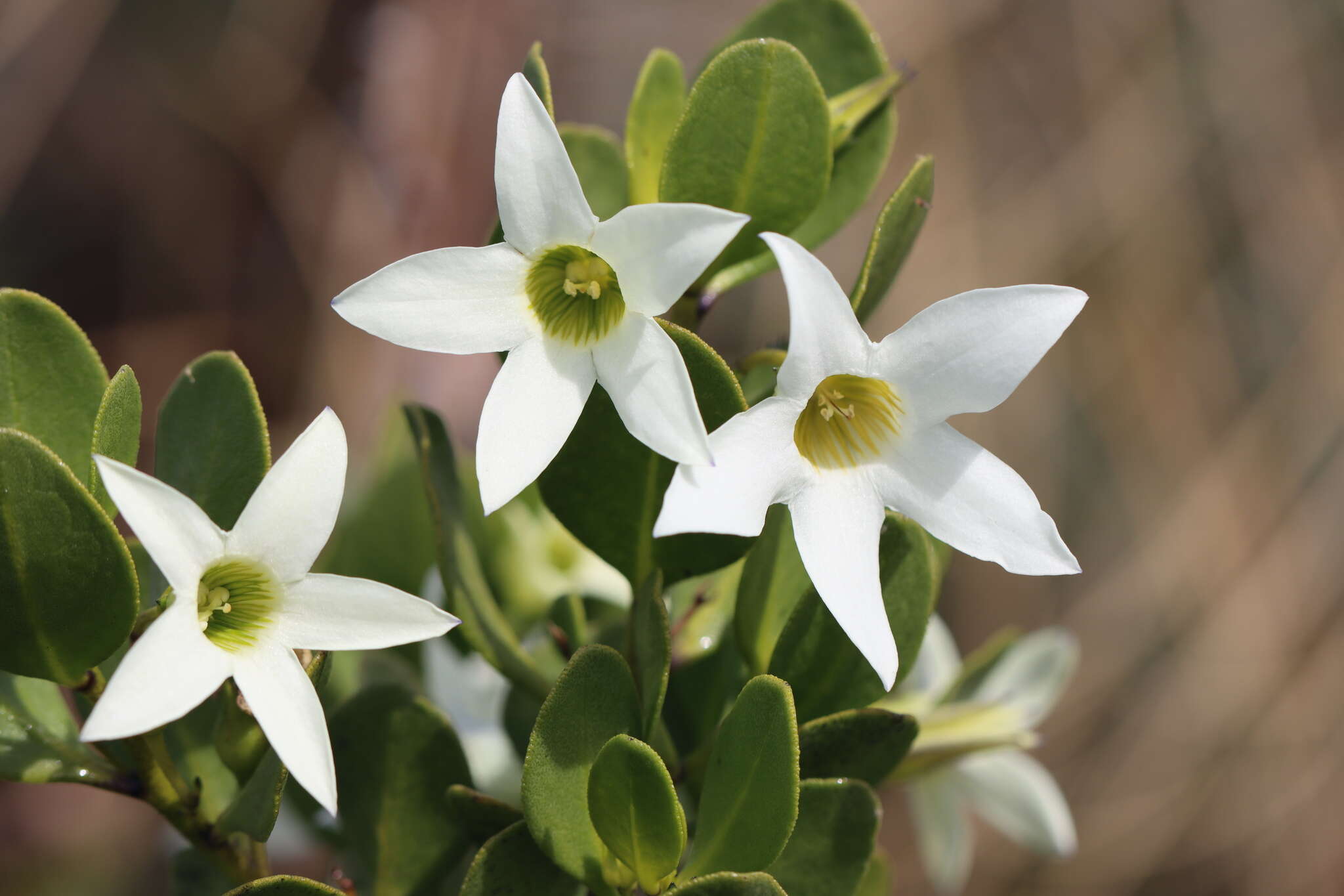 Image of Anthocercis viscosa R. Br.