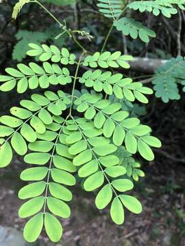 Imagem de Albizia corniculata (Lour.) Druce