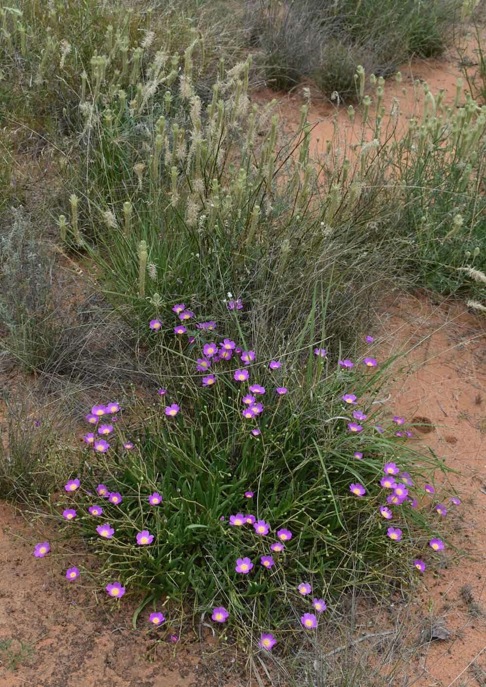 Image of Calandrinia balonensis Lindl.