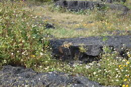 Image of Lesser Tropical Ground Squirel