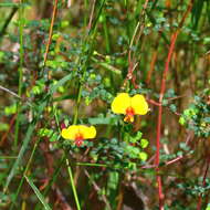 Image of Bossiaea cordigera Hook. fil.