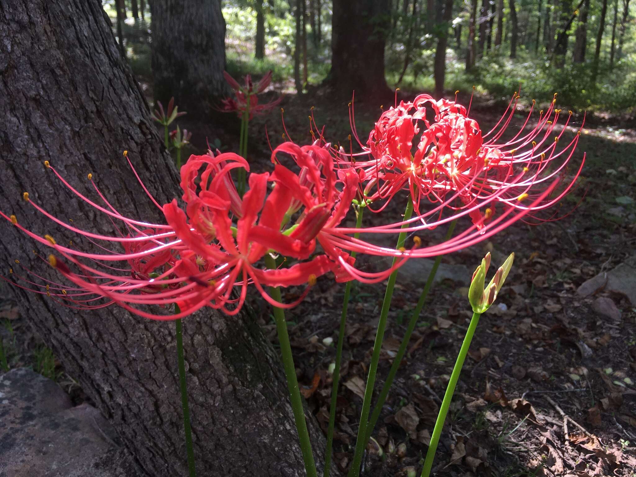 Image of lycoris