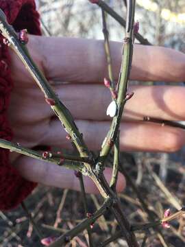 Image of Scale insect