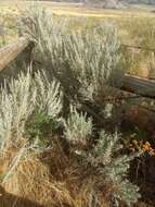 Sivun Artemisia cana subsp. cana kuva