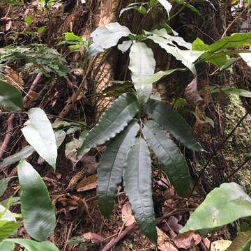 Image of Angiopteris somae (Hayata) Makino & Nemoto