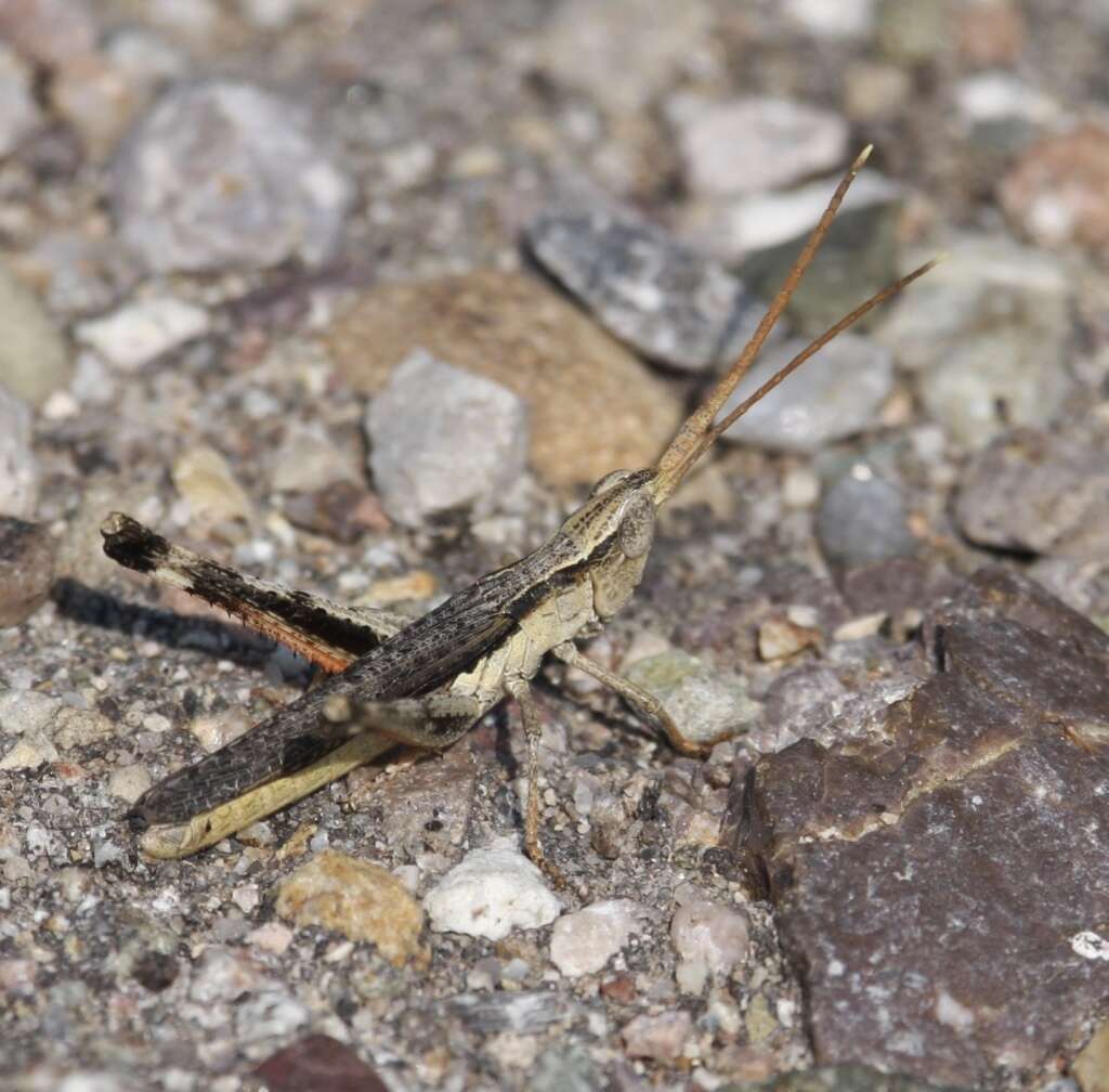 Plancia ëd Acantherus piperatus Scudder & S. H. 1902