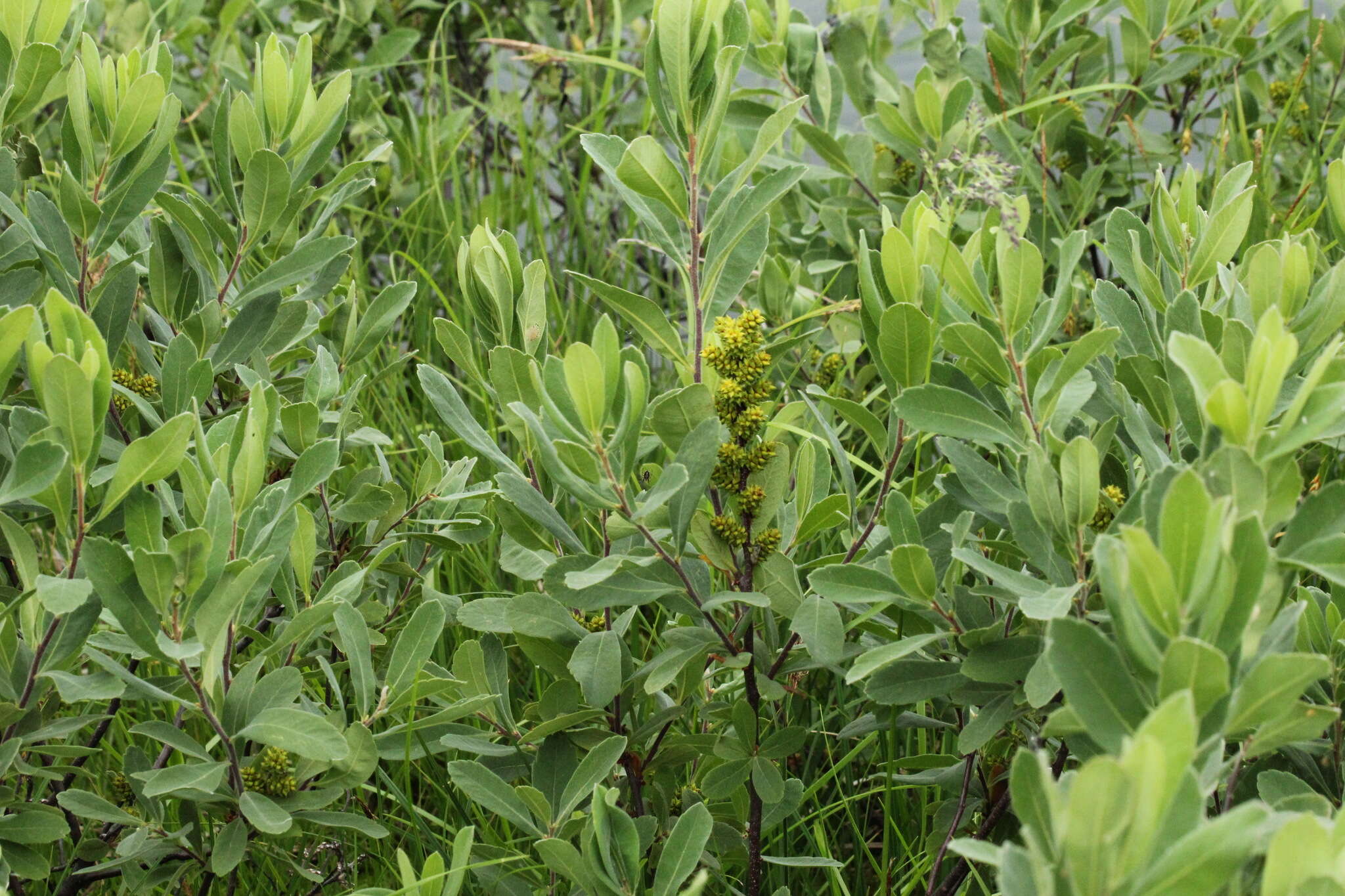 Image of Myrica gale subsp. tomentosa (C. DC.) E. Murray