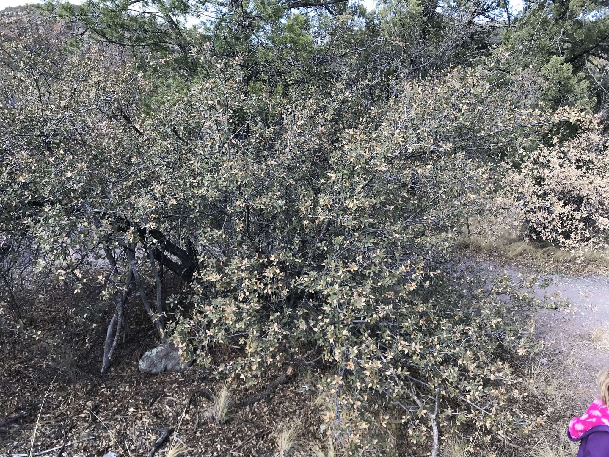 Image of gray oak