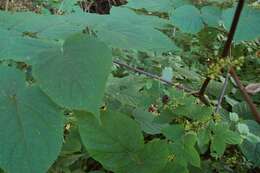 Image of American spikenard