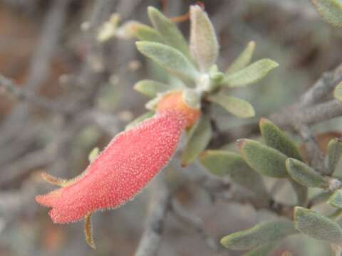 Image of Black Fuschia