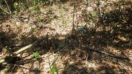 Image of Sansevieria canaliculata Carrière