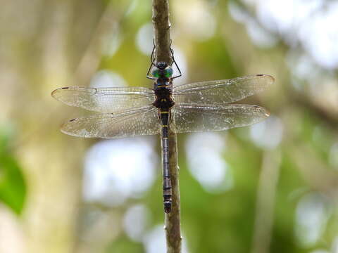 Image of Epophthalmia vittigera (Rambur 1842)