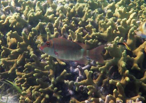 صورة Lethrinus erythropterus Valenciennes 1830