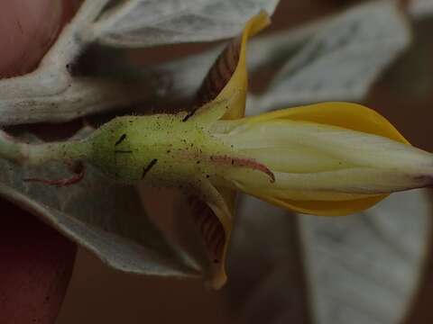 Image of Rhynchosia galpinii Baker fil.