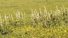 Sivun Phlomoides laciniata (L.) Kamelin & Makhm. kuva