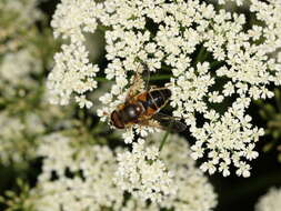 Image of Eristalis pertinax (Scopoli 1763)