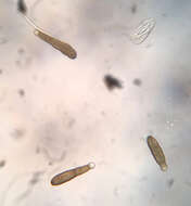 Image of Helminthosporium oligosporum (Corda) S. Hughes 1958