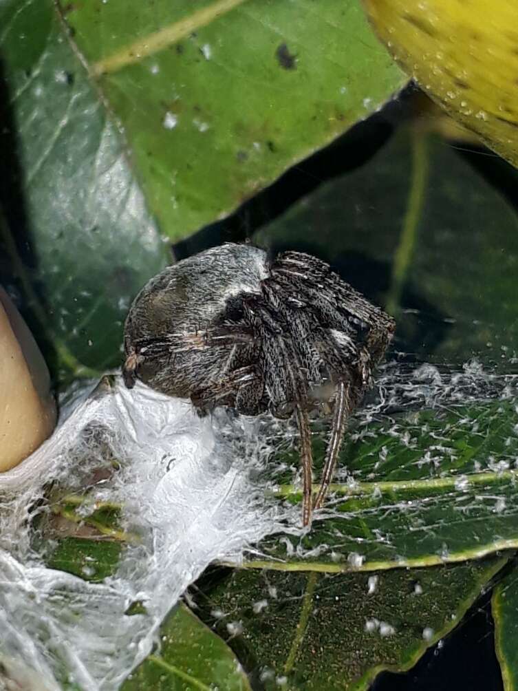 Image of Araneus horizonte Levi 1991