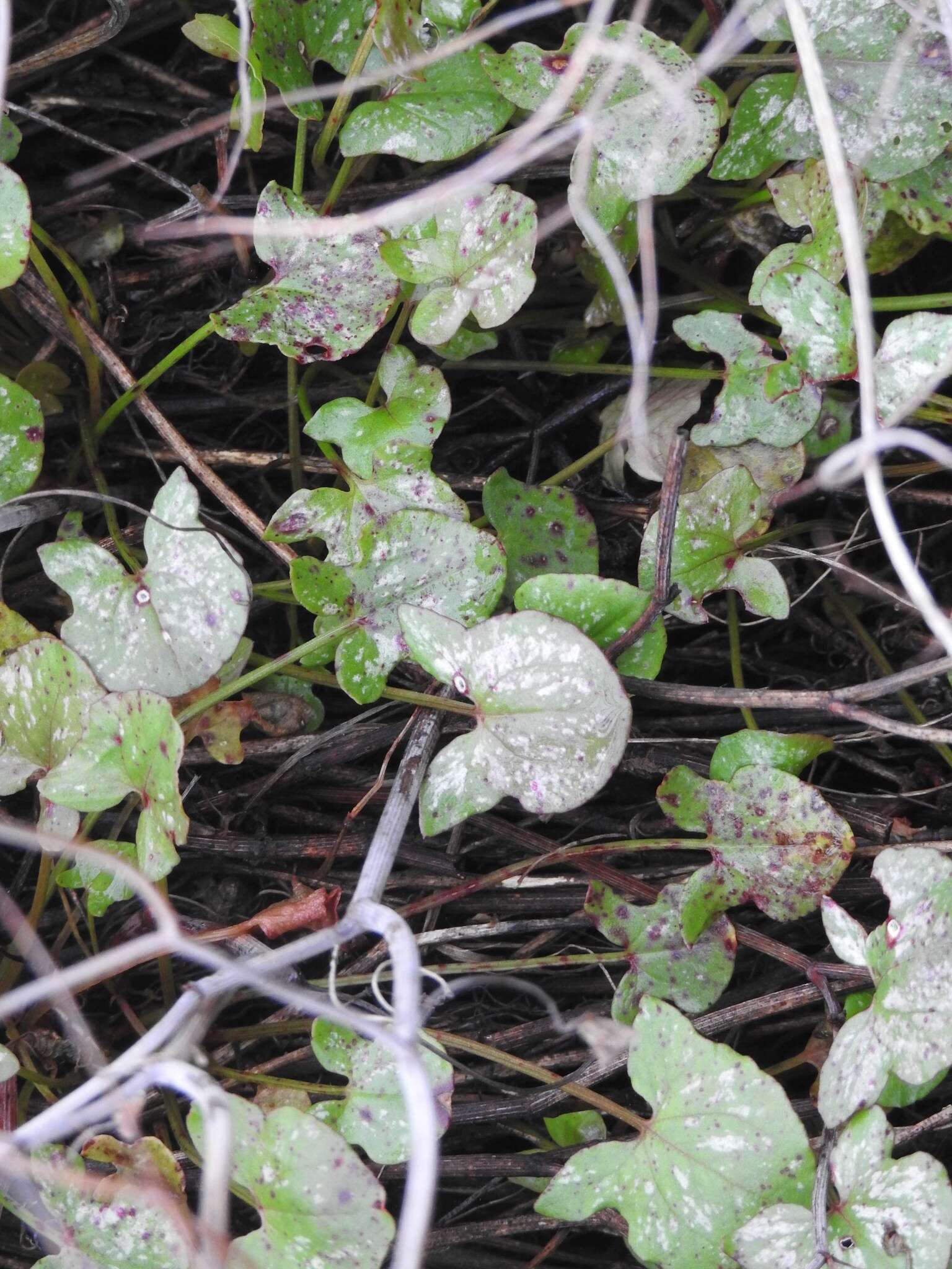 Image of Rumex induratus Boiss. & Reuter