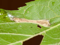 صورة Phyllonorycter celtifoliella (Chambers 1871)