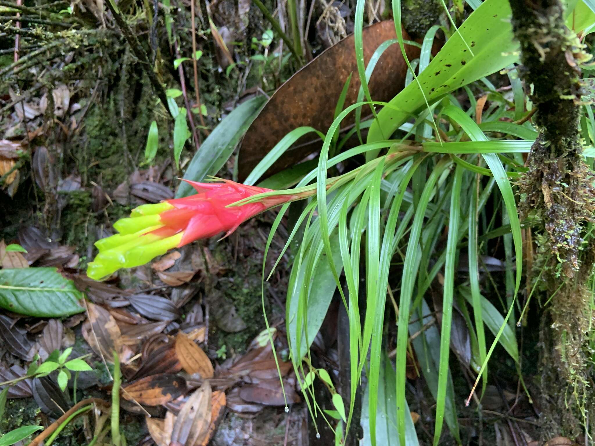 صورة Guzmania pearcei (Baker) L. B. Sm.