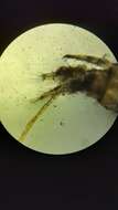 Image of Freshwater shrimp