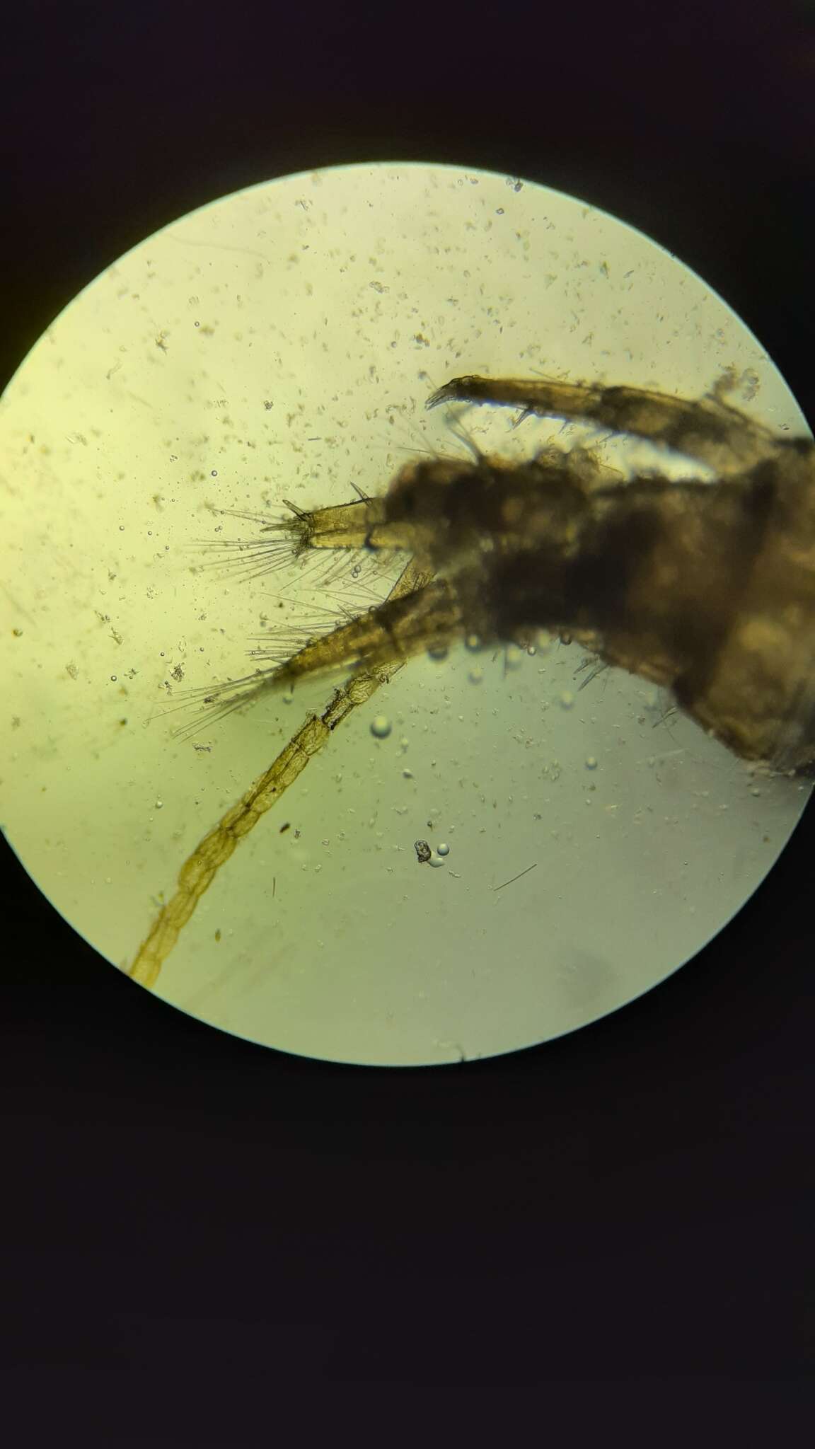 Image of Freshwater shrimp