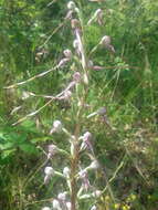 Himantoglossum adriaticum H. Baumann resmi