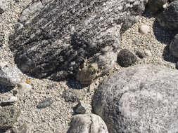 Image of California Chorus Frog