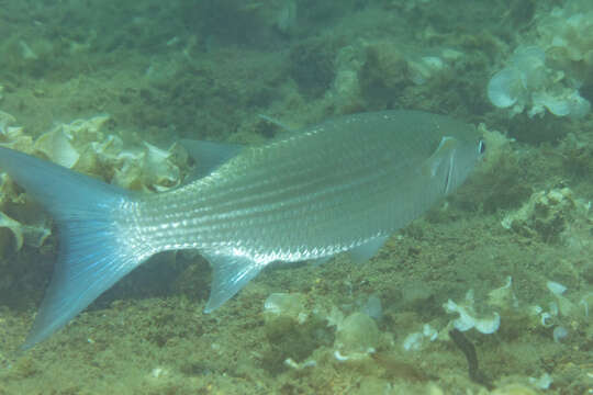 Image of Bluespot mullet