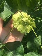 Image of Ptelea trifoliata var. mollis Torr. & Gray