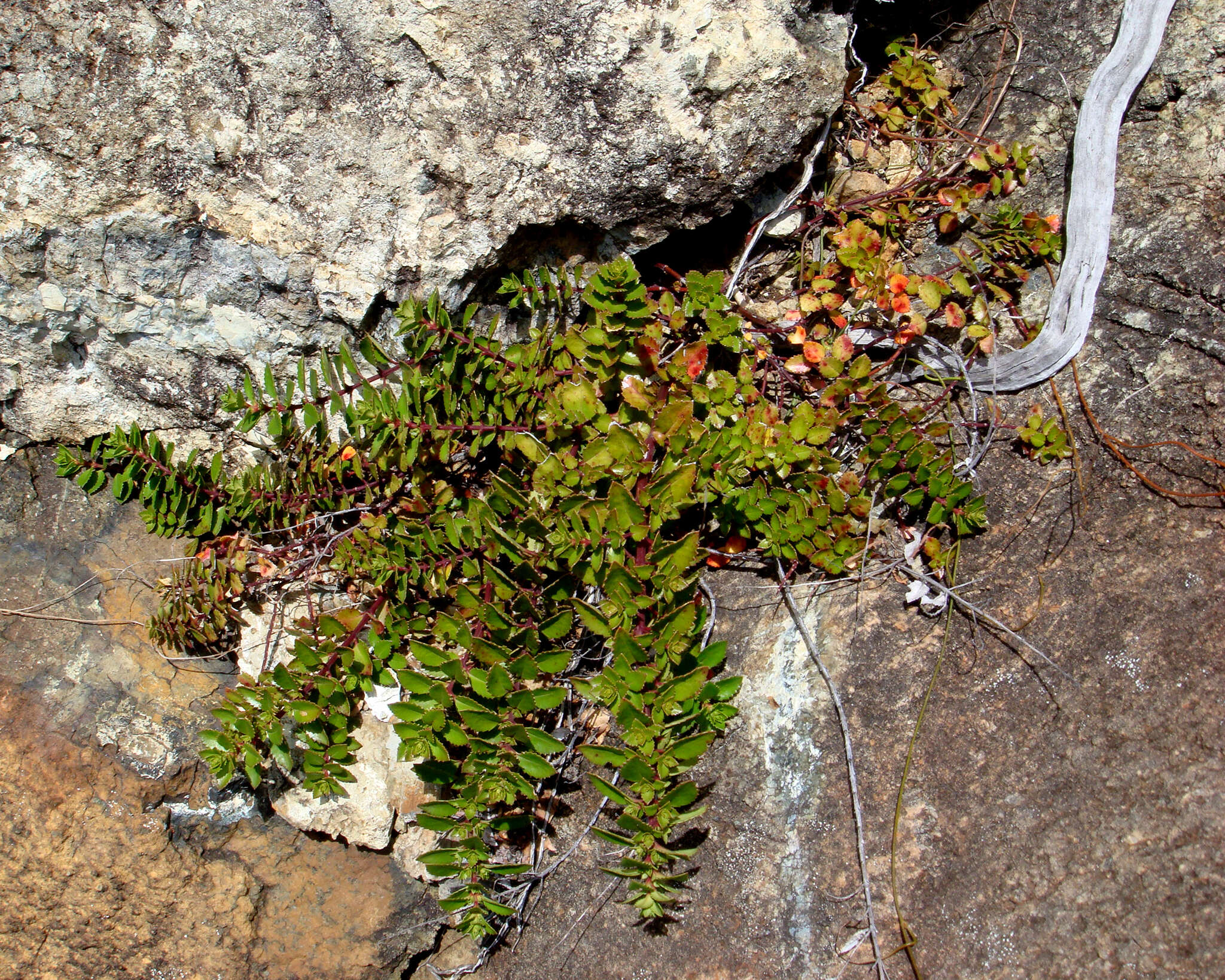 Image of Haloragis erecta subsp. cartilaginea (Cheeseman) Orchard