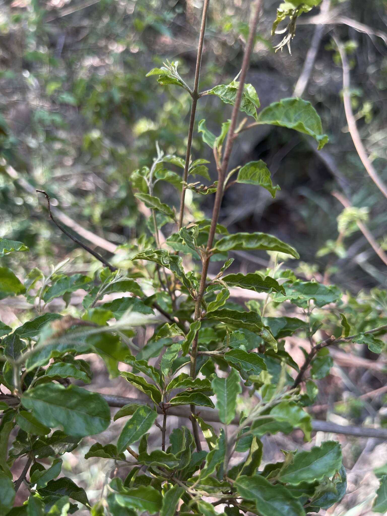 Imagem de Combretum padoides Engl. & Diels.