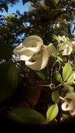 Image of Magic Dogwood