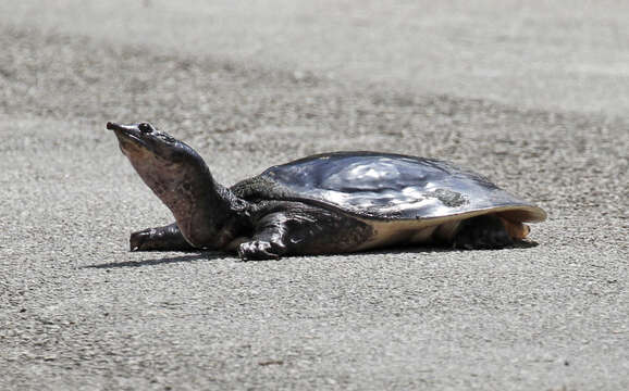 Image of Florida Softshell Turtle