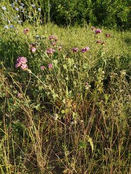 صورة Dianthus capitatus subsp. andrzejowskianus Zapal.