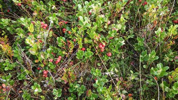 Image of lingonberry