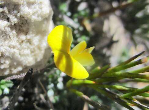 Plancia ëd Aspalathus patens R. Dahlgren