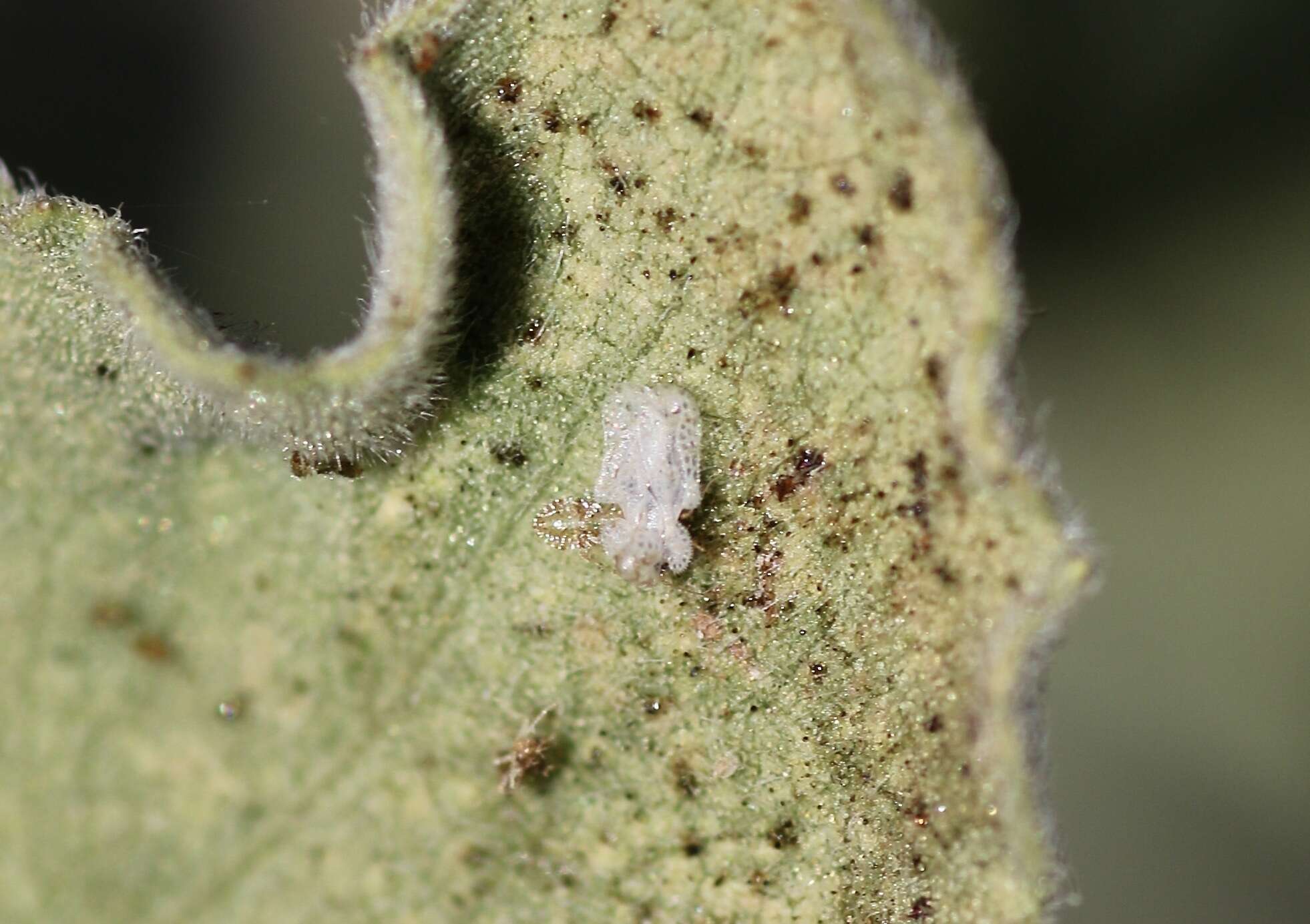 Image of Morrill lace bug