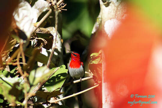 Image of Javan Sunbird