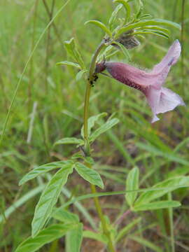 Image of Sesamum triphyllum Welw. ex Aschers.