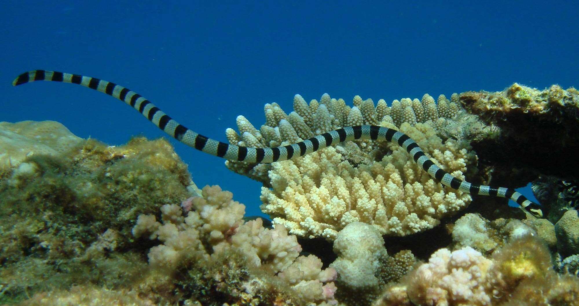 Laticauda frontalis (De Vis 1905) resmi