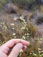 Image of Platysace filiformis (Bunge) C. Norman