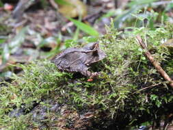 Image of Boie's Frog